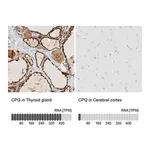 Merck Anti-CPQ antibody produced in rabbit