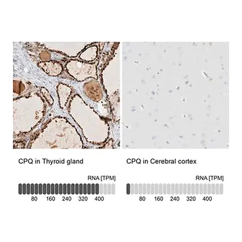 Merck Anti-CPQ antibody produced in rabbit