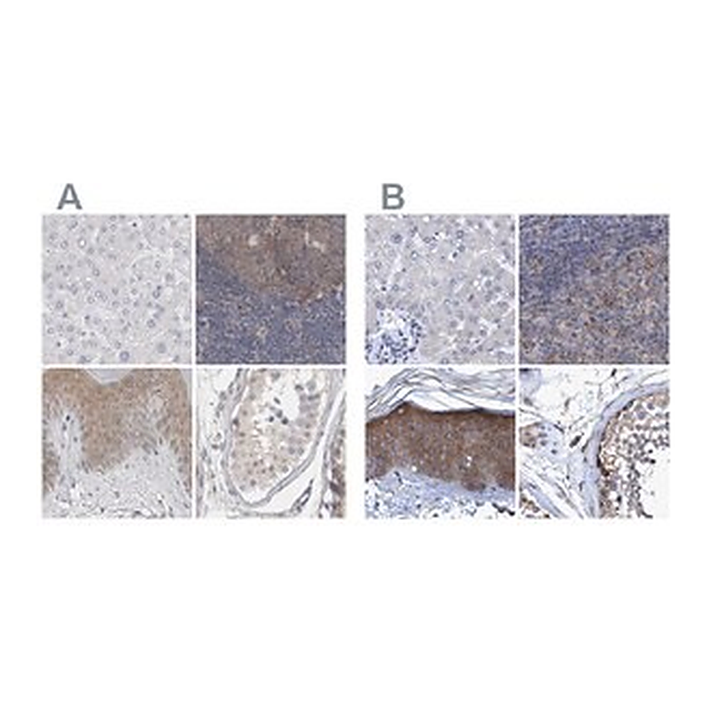 Merck Anti-BICD2 antibody produced in rabbit