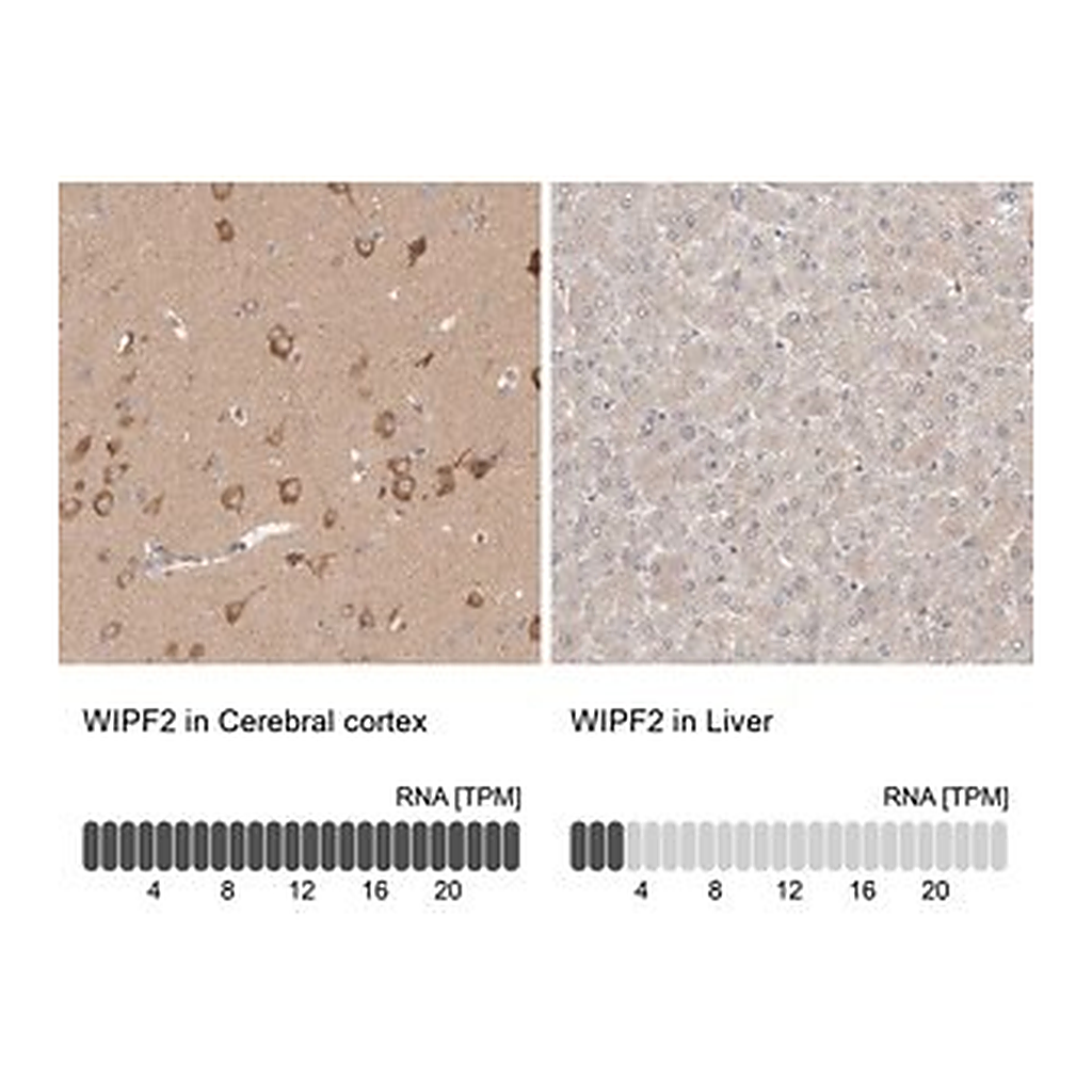 Merck Anti-WIPF2 antibody produced in rabbit