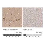 Merck Anti-WIPF2 antibody produced in rabbit