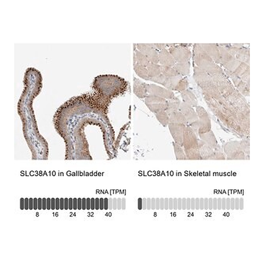 Merck Anti-SLC38A10 antibody produced in rabbit
