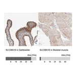 Merck Anti-SLC38A10 antibody produced in rabbit