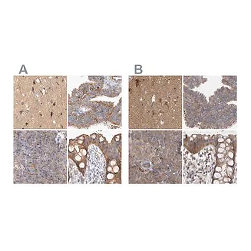 Merck Anti-TSPOAP1 antibody produced in rabbit