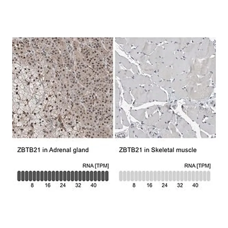 Merck Anti-ZBTB21 antibody produced in rabbit