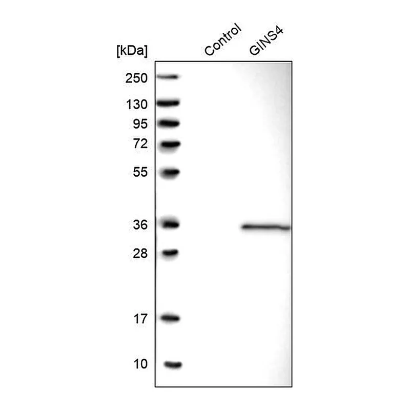 Merck Anti-GINS4 antibody produced in rabbit