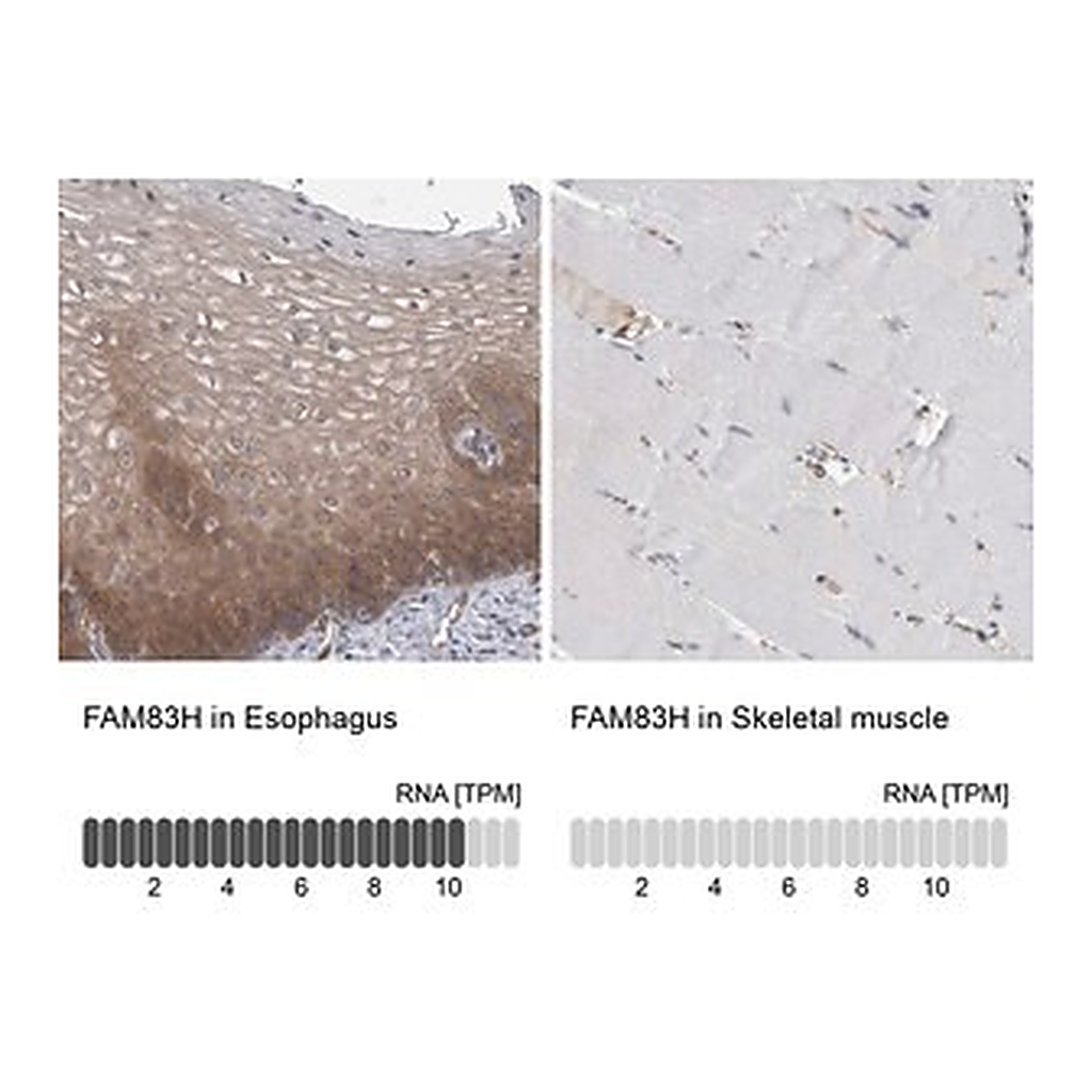 Merck Anti-FAM83H antibody produced in rabbit