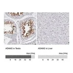 Merck Anti-ADAM2 antibody produced in rabbit