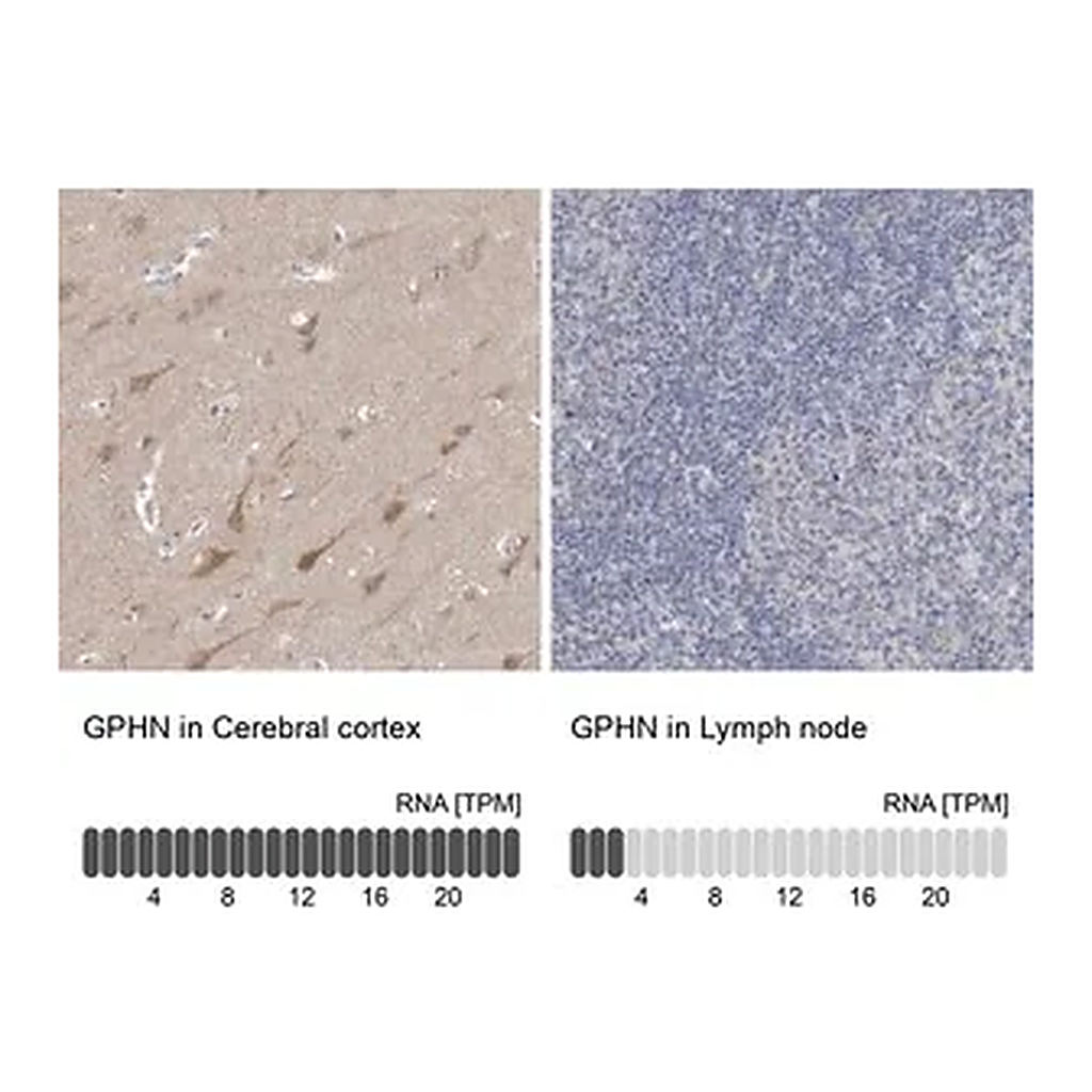 Merck Anti-GPHN antibody produced in rabbit