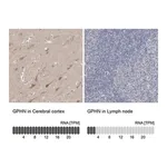 Merck Anti-GPHN antibody produced in rabbit