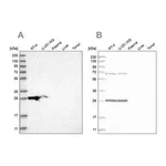 Merck Anti-MRPL10 antibody produced in rabbit