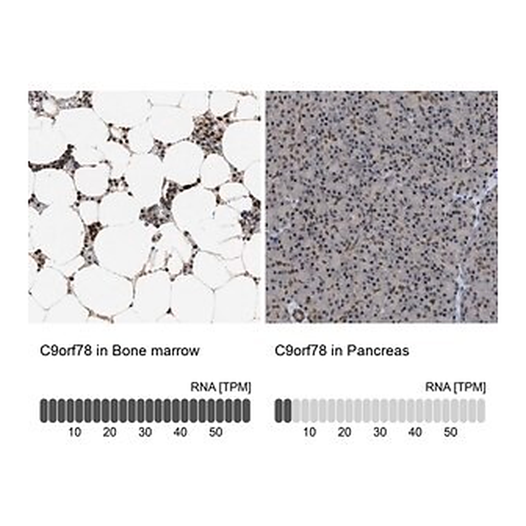 Merck Anti-C9orf78 antibody produced in rabbit