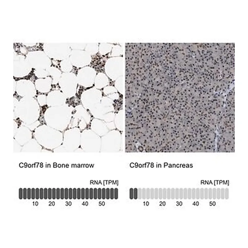 Merck Anti-C9orf78 antibody produced in rabbit