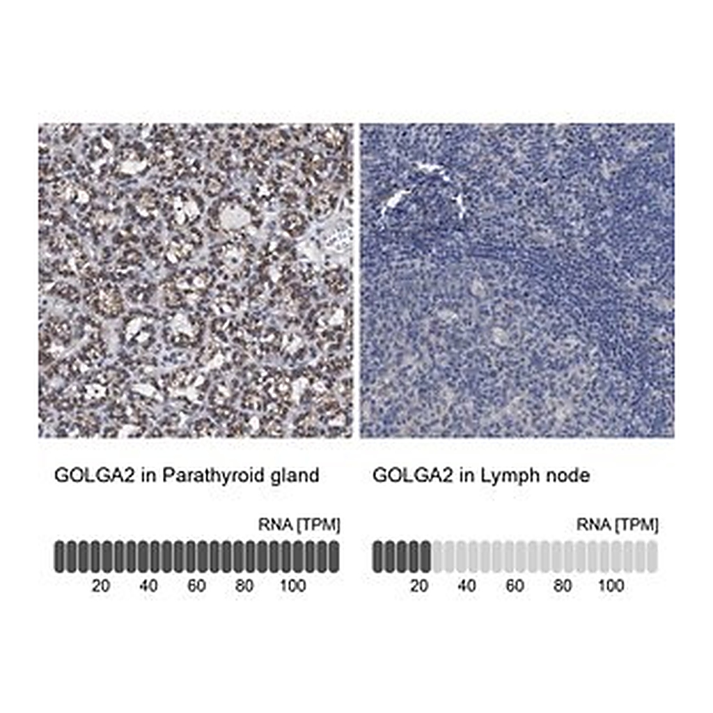 Merck Anti-GOLGA2 antibody produced in rabbit