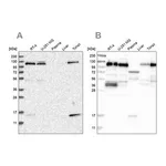 Merck Anti-RABEP1 antibody produced in rabbit