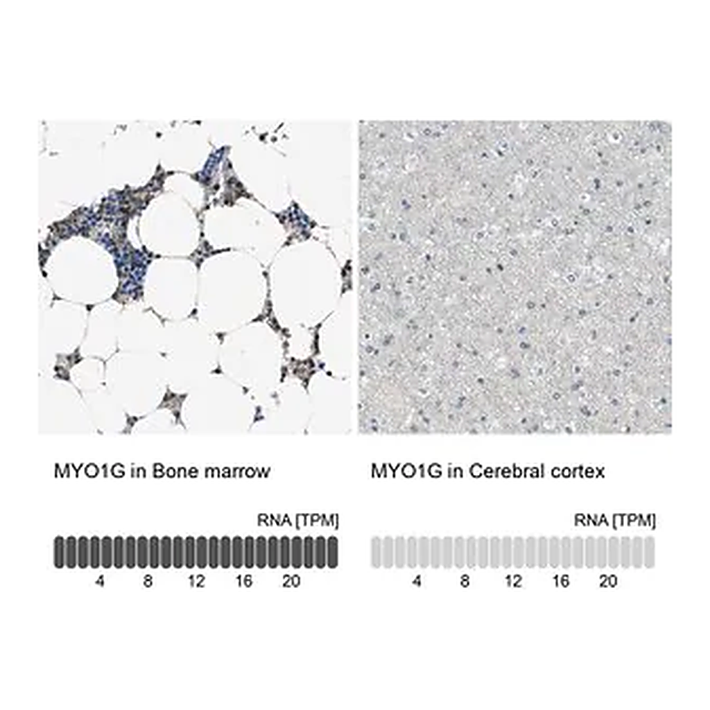 Merck Anti-MYO1G antibody produced in rabbit