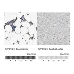 Merck Anti-MYO1G antibody produced in rabbit