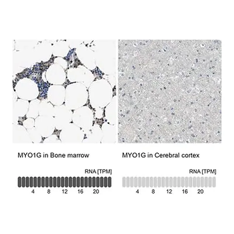 Merck Anti-MYO1G antibody produced in rabbit