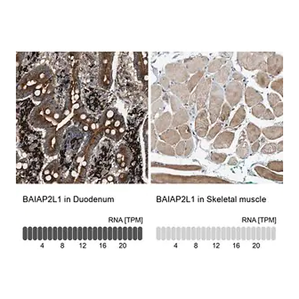 Merck Anti-BAIAP2L1 antibody produced in rabbit