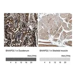 Merck Anti-BAIAP2L1 antibody produced in rabbit