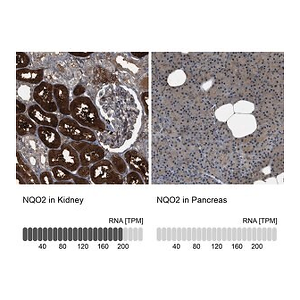 Merck Anti-NQO2 antibody produced in rabbit