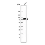 Merck Anti-KIFC3 antibody produced in rabbit