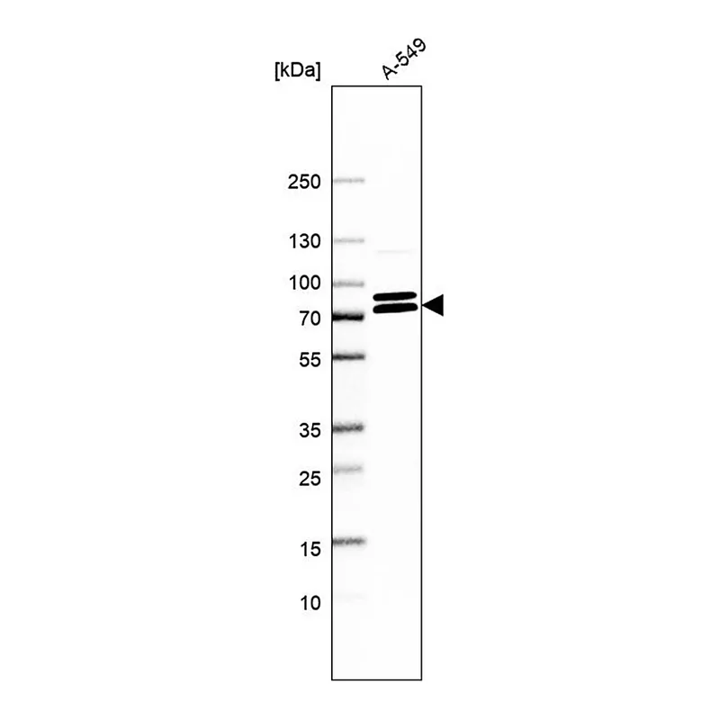 Merck Anti-KIFC3 antibody produced in rabbit