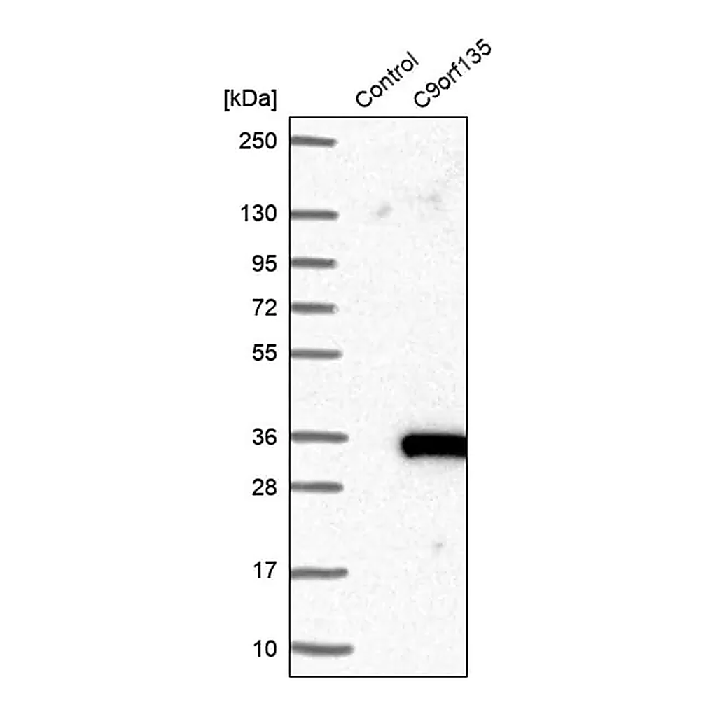 Merck Anti-C9orf135 antibody produced in rabbit