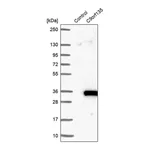 Merck Anti-C9orf135 antibody produced in rabbit
