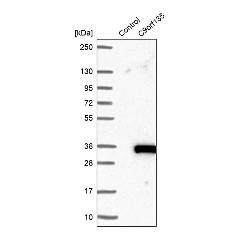 Merck Anti-C9orf135 antibody produced in rabbit
