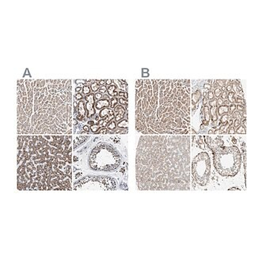 Merck Anti-OXSM antibody produced in rabbit