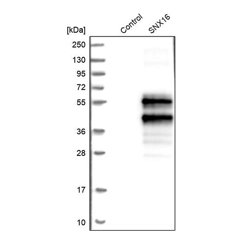 Merck Anti-SNX16 antibody produced in rabbit