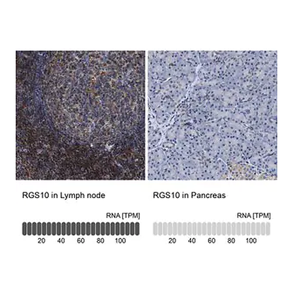 Merck Anti-RGS10 antibody produced in rabbit