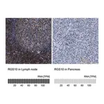 Merck Anti-RGS10 antibody produced in rabbit