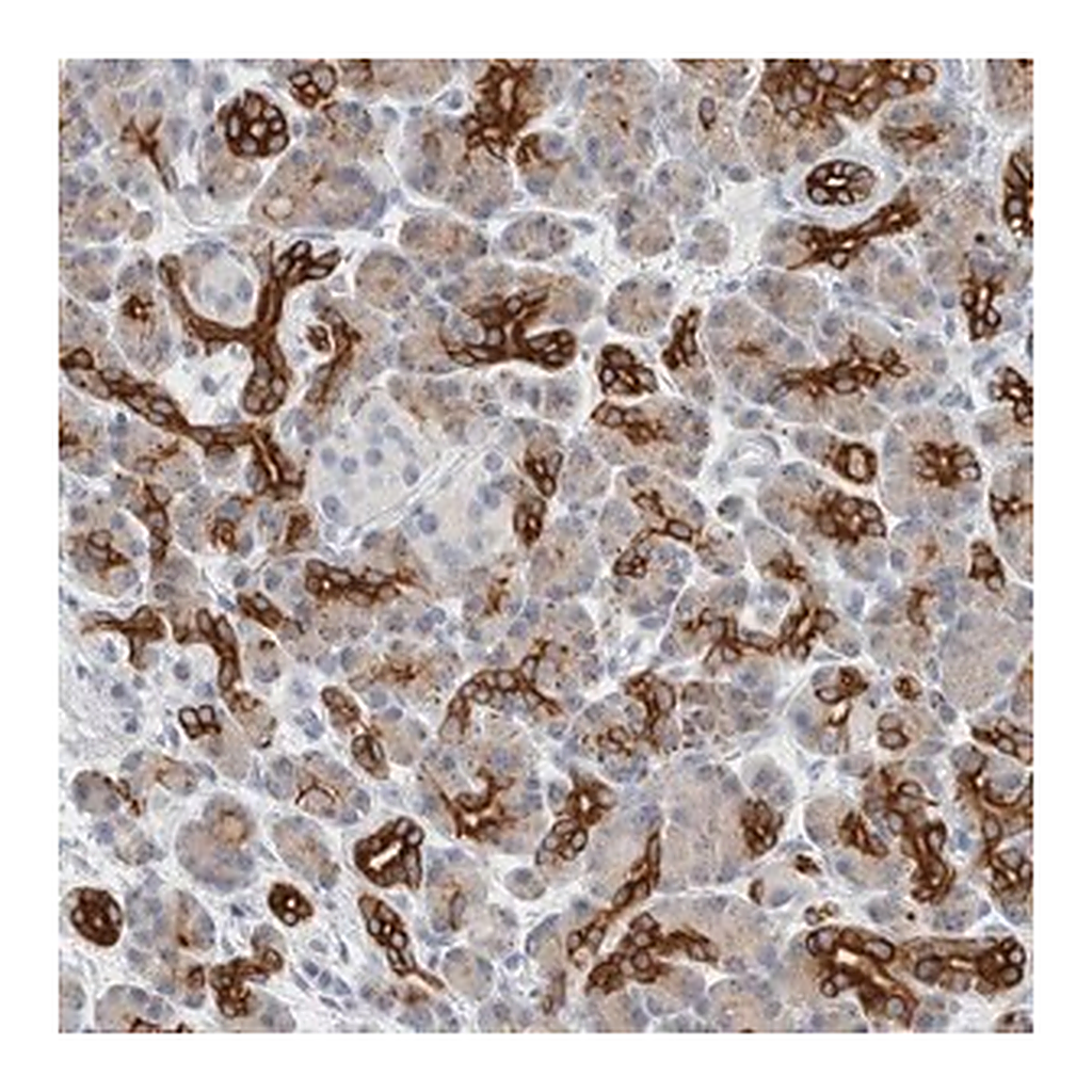 Merck Anti-SLC28A3 antibody produced in rabbit