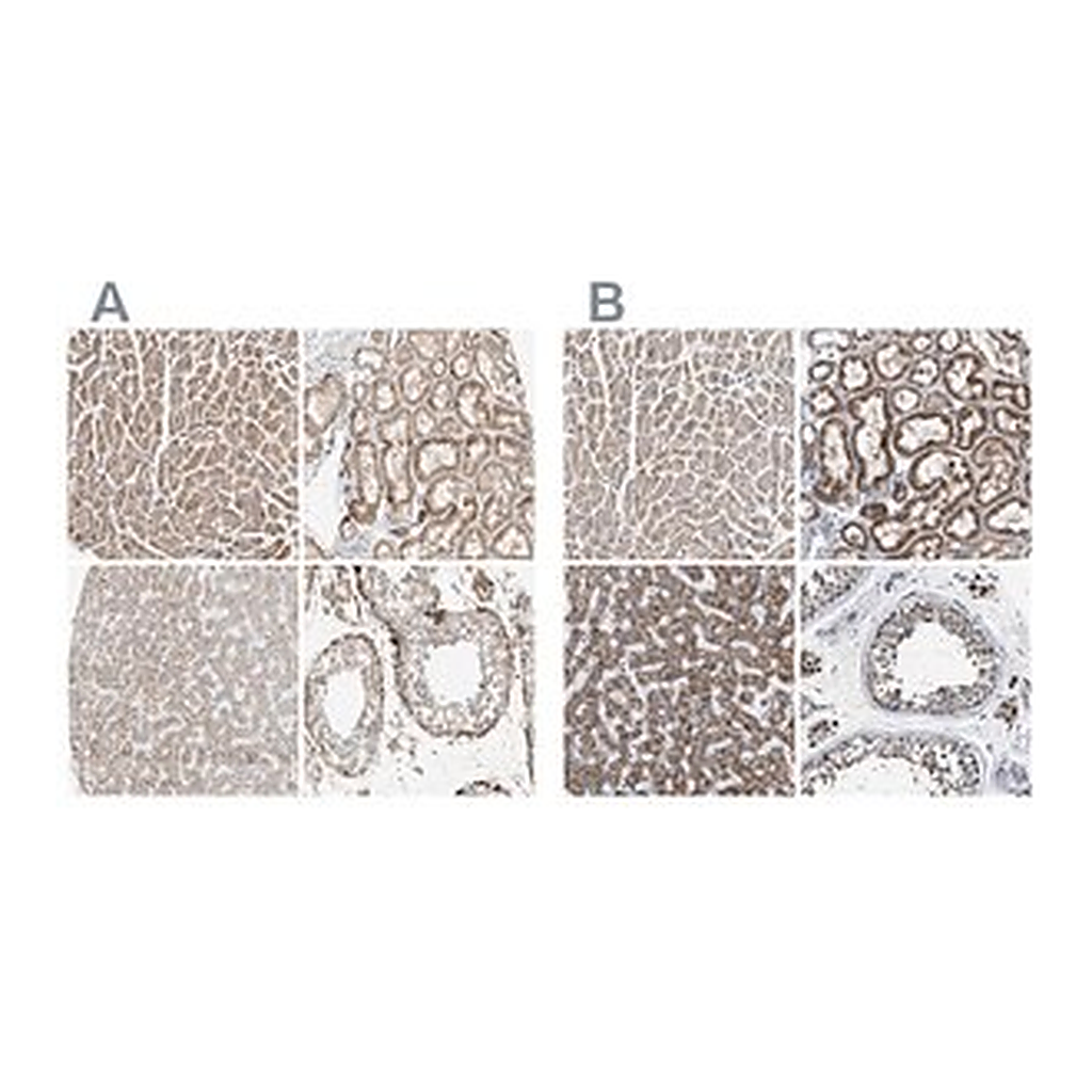 Merck Anti-OXSM antibody produced in rabbit