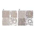 Merck Anti-OXSM antibody produced in rabbit