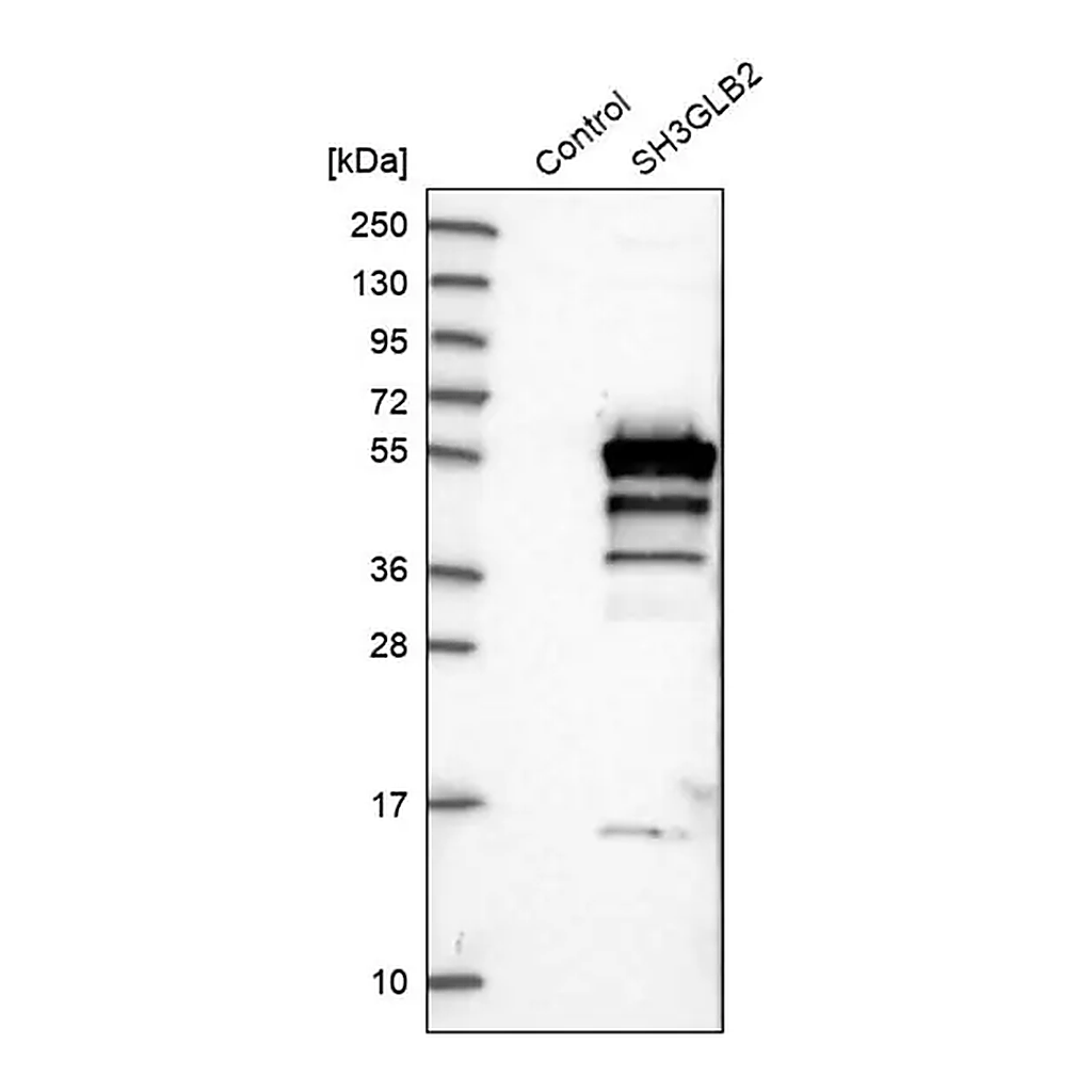 Merck Anti-SH3GLB2 antibody produced in rabbit
