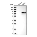 Merck Anti-MPP3 antibody produced in rabbit