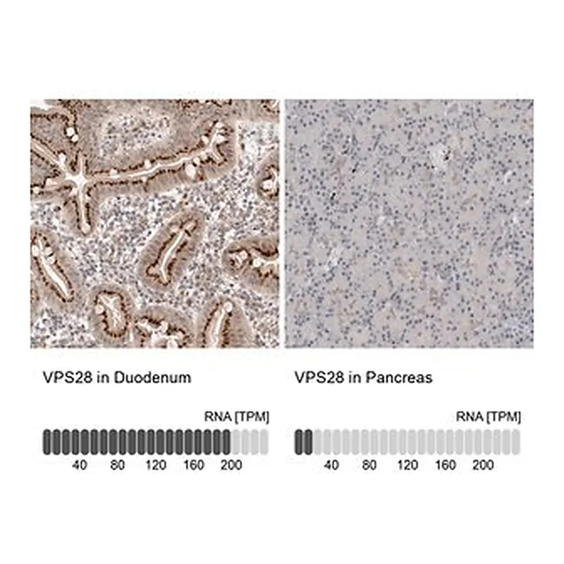 Merck Anti-VPS28 antibody produced in rabbit