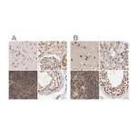 Merck Anti-ZNF830 antibody produced in rabbit