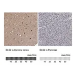 Merck Anti-DLG2 antibody produced in rabbit