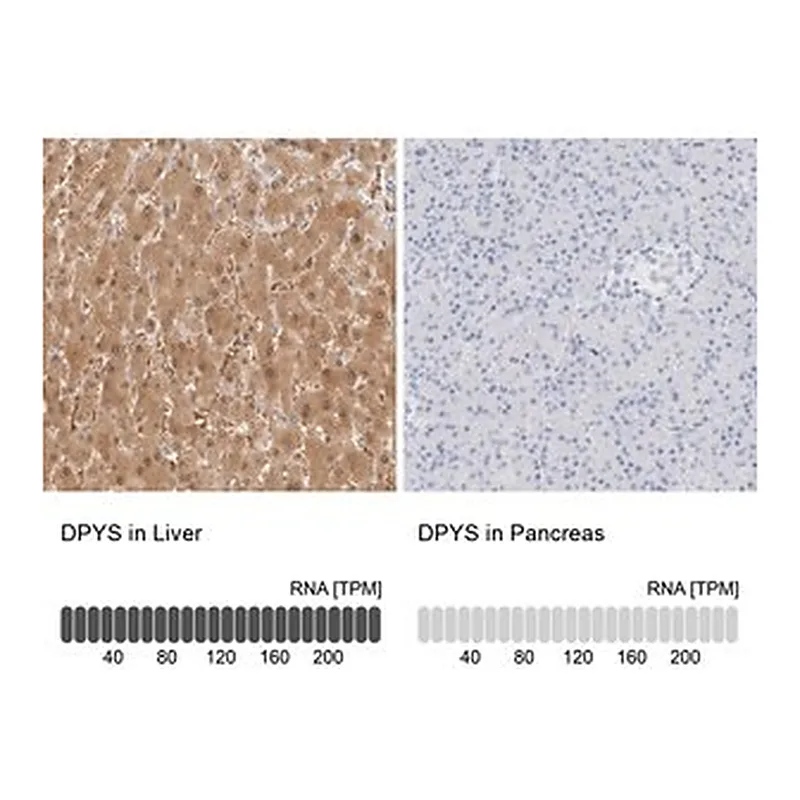 Merck Anti-DPYS antibody produced in rabbit