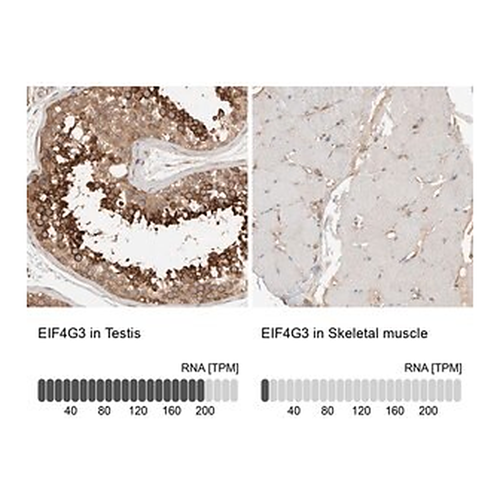 Merck Anti-EIF4G3 antibody produced in rabbit