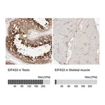 Merck Anti-EIF4G3 antibody produced in rabbit