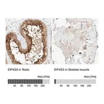Merck Anti-EIF4G3 antibody produced in rabbit
