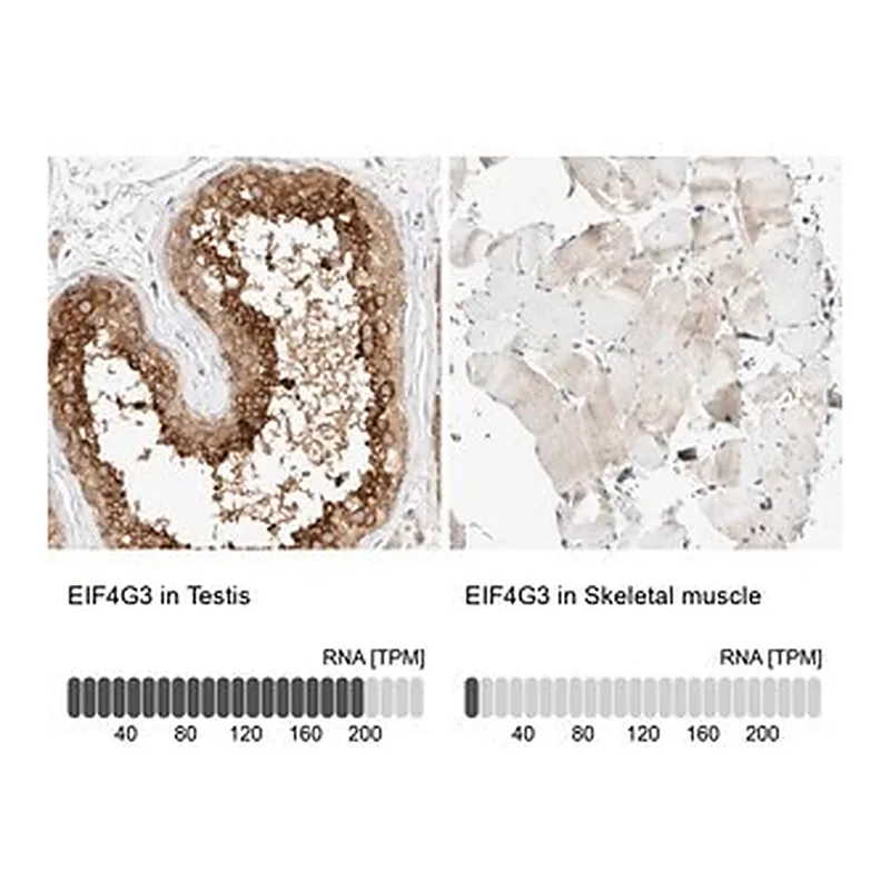 Merck Anti-EIF4G3 antibody produced in rabbit