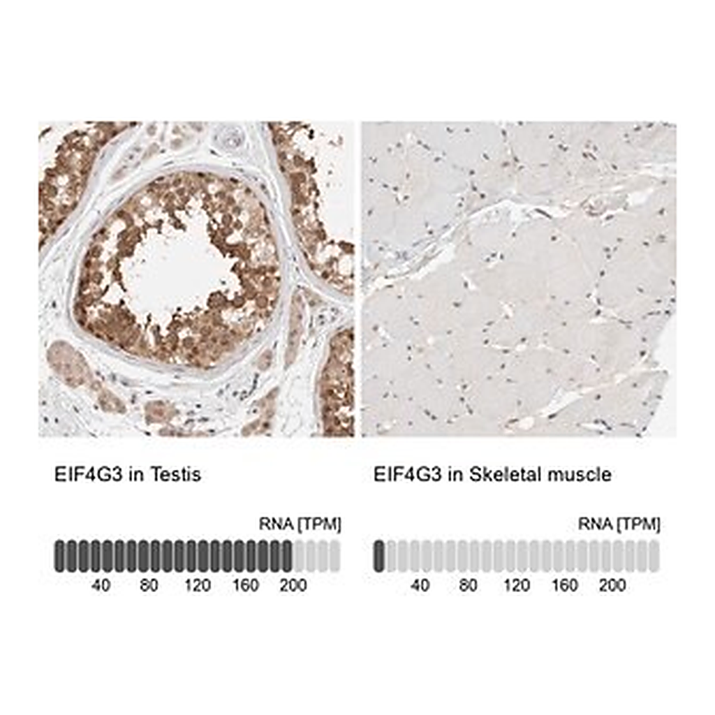Merck Anti-EIF4G3 antibody produced in rabbit