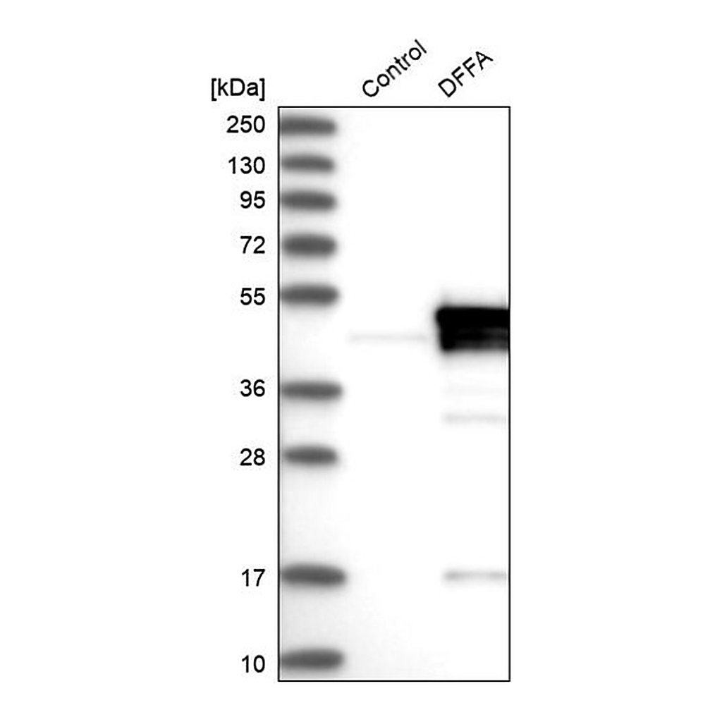 Merck Anti-DFFA antibody produced in rabbit