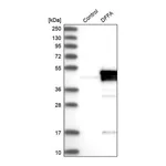 Merck Anti-DFFA antibody produced in rabbit